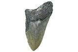 Partial, Fossil Megalodon Tooth - North Carolina #368477-1